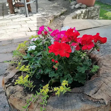 Gabriella Haz * Szólád